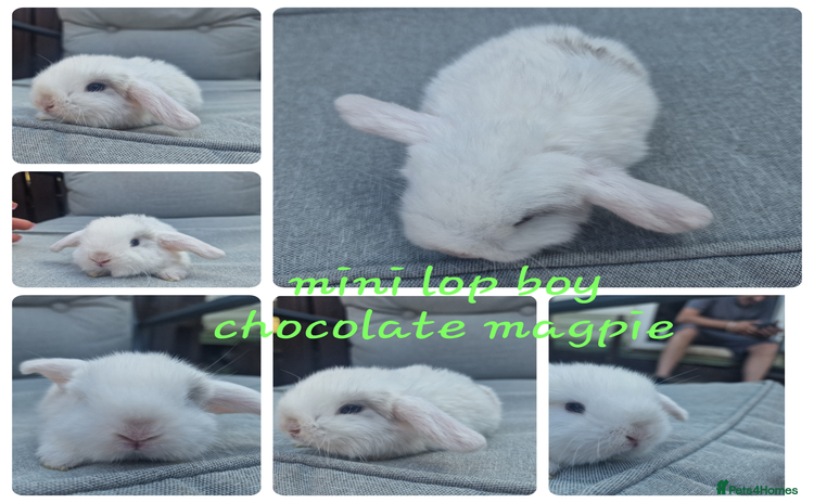 Mini Lop rabbits - Advert 4