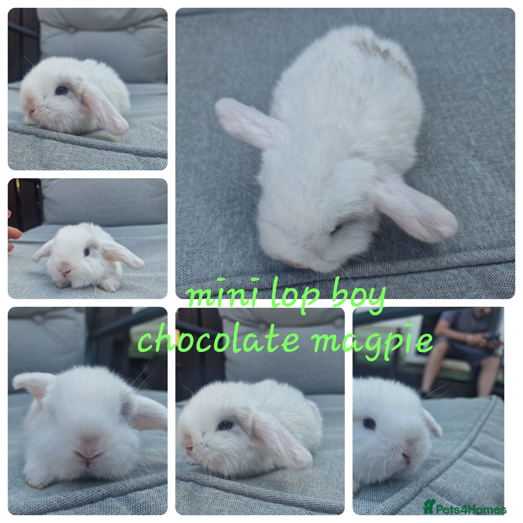 Mini Lop rabbits for sale: Pure mini lops & pure lionhead babies  - Image 2