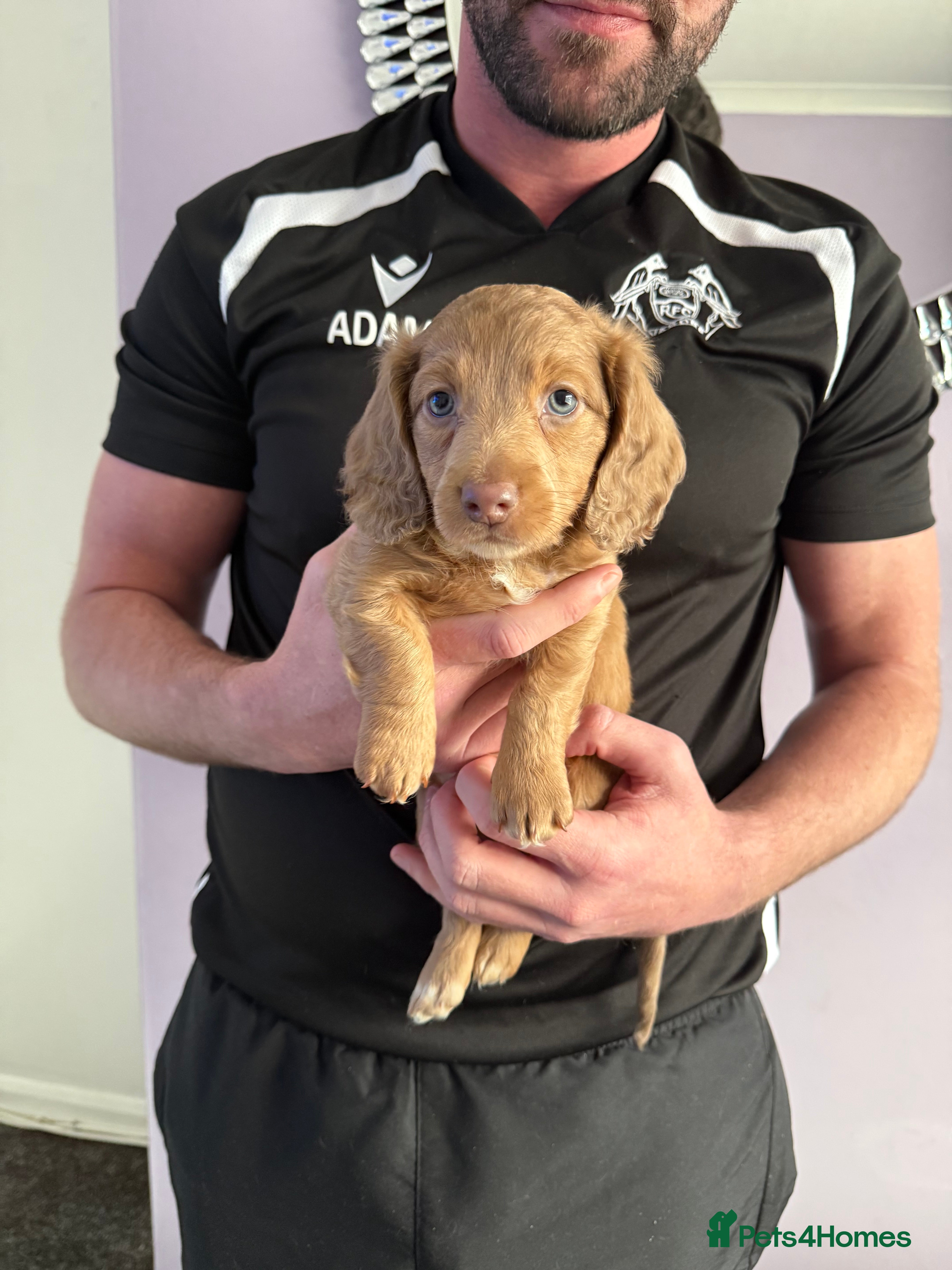 Miniature Dachshund dogs 💙 1 BOY LEFT💙 KC Reg Long Haired Mini Dachsunds  - Advert 12