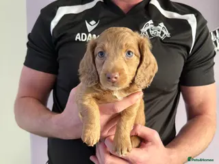 Miniature Dachshund dogs 💙 1 BOY LEFT💙 KC Reg Long Haired Mini Dachsunds - Advert 12