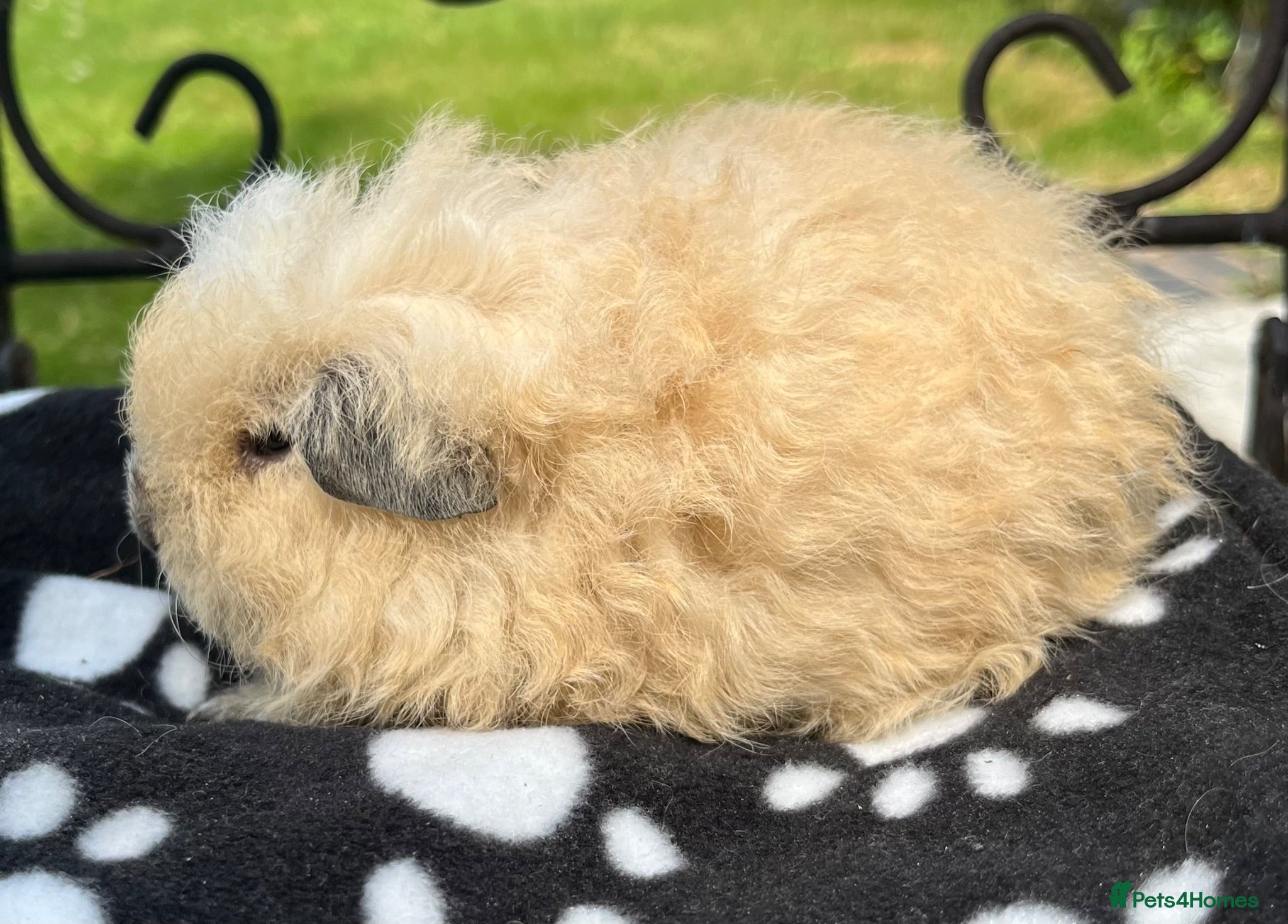 Guinea Pig rodents Guinea pigs 🐹  - Advert 14