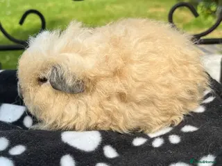 Guinea Pig rodents Guinea pigs 🐹 - Advert 14
