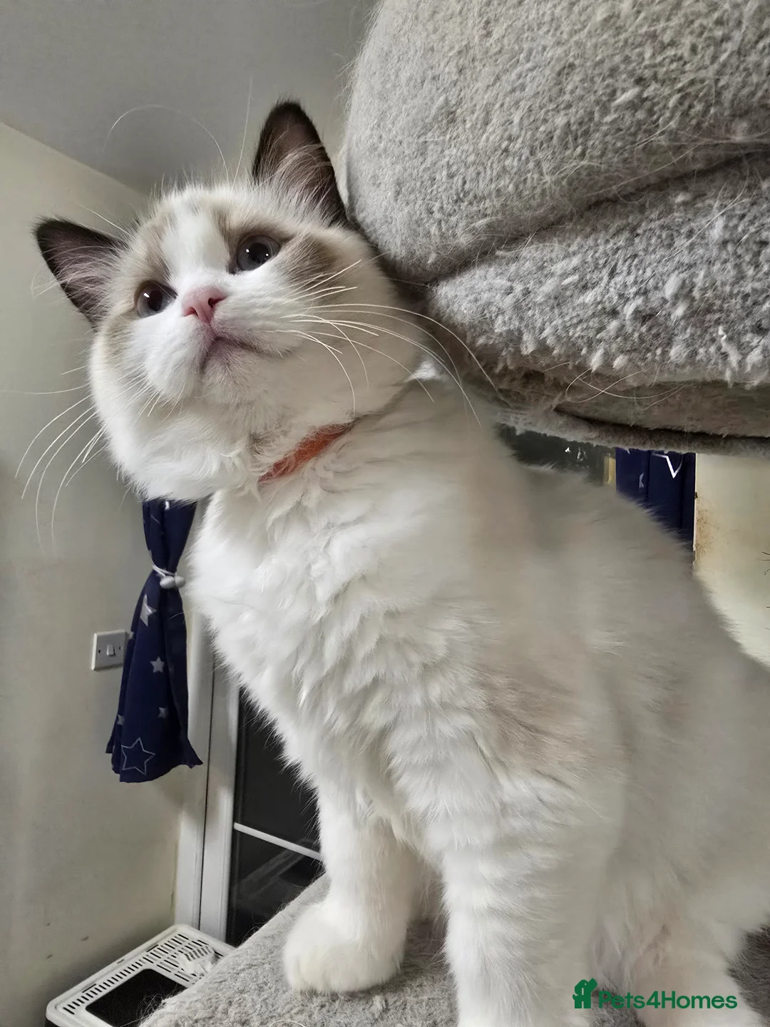 Ragdoll cats for sale: Last Gccf registered girl available  - Advert 5