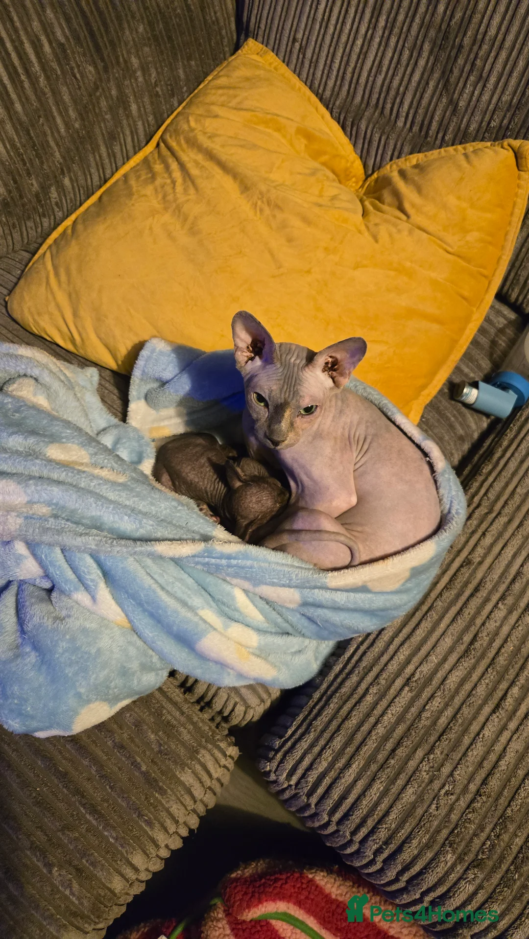 Sphynx cats for sale: 3 beautiful sphynx - Advert 4