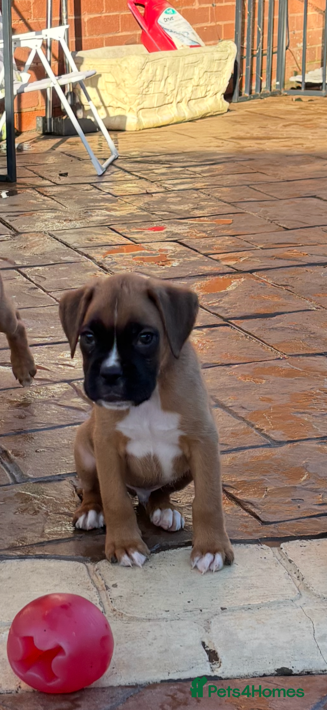 Boxer dogs for sale: Boxer pups  - Advert 16