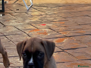 Boxer dogs Boxer pups - Advert 1