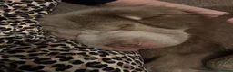 Shar Pei dogs for stud: Beautiful Bear Coat Shar Pei for stud🔥🔥🔥 - Advert 5
