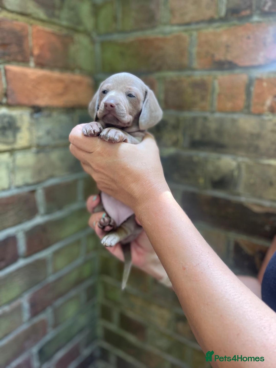 Miniature Dachshund dogs for sale: Stunning Mini Dachshund*1 LH Boy & 1 SH Girl left* - Image 17