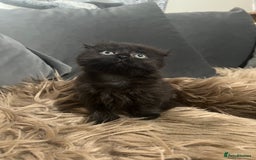 Scottish Fold cats for sale: Beautiful Scottish fold🧸🌹 - Image 10