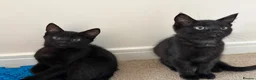 Mixed Breed cats for sale: 3 boys & 1 girl  - Advert 5
