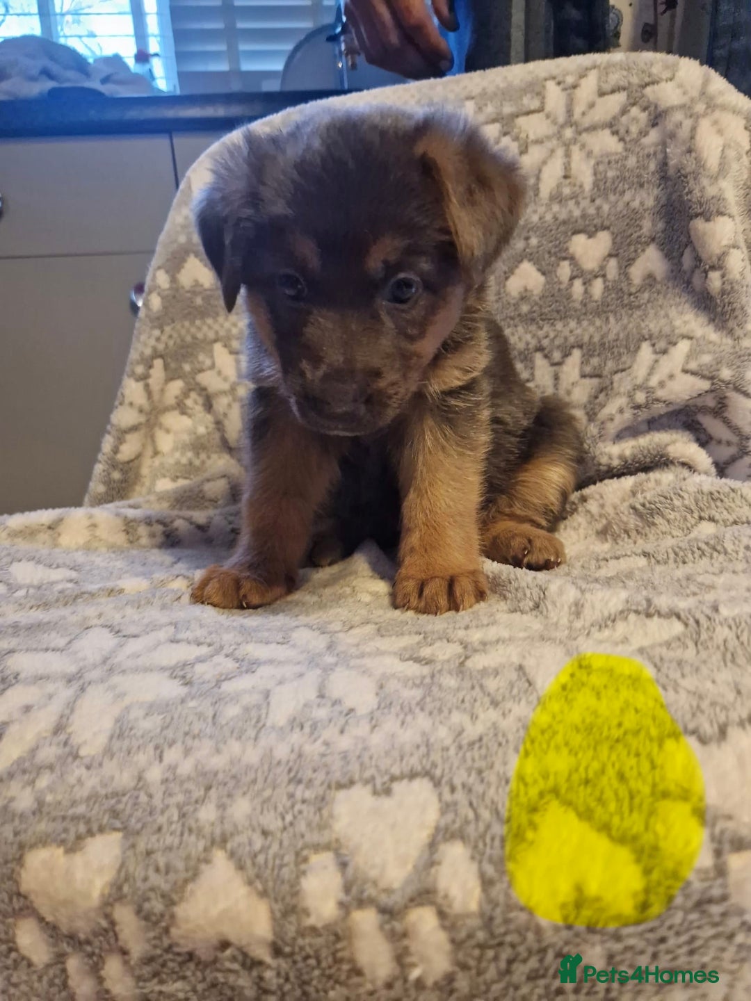 German Shepherd dogs for sale: 5 weeks German shepherd puppies  - Advert 3