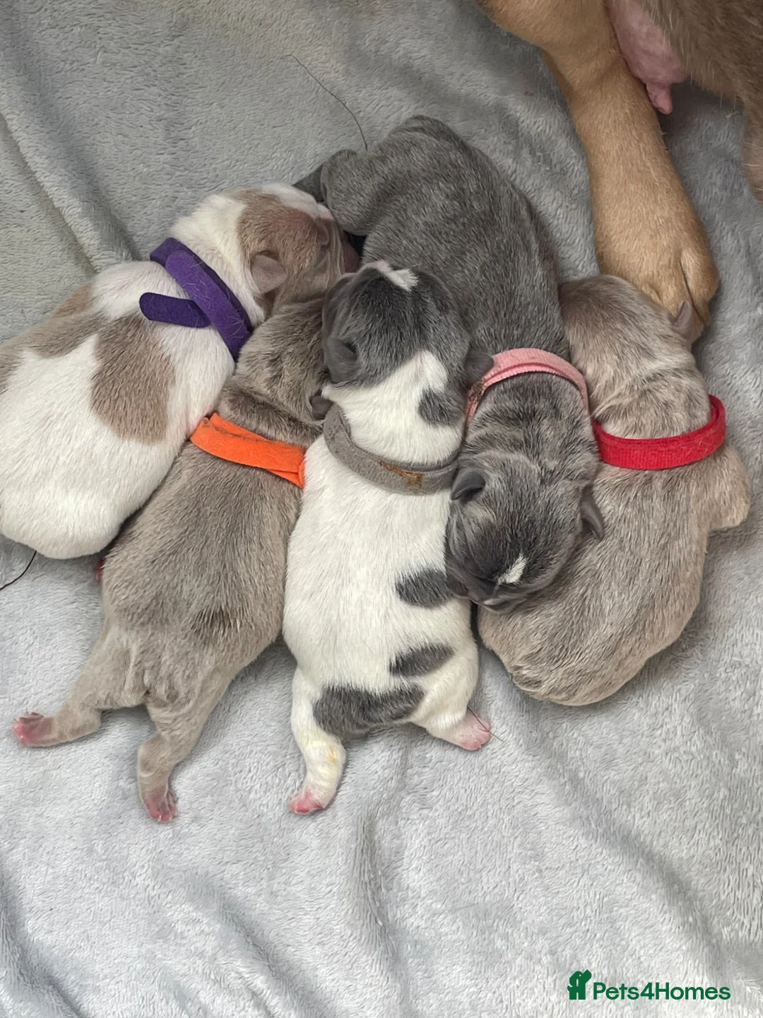 Mixed Breed dogs for sale: Pocket bully puppies  in Stoke-on-Trent - Advert 2