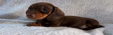 Miniature Dachshund 3