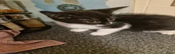 Mixed Breed cats for sale: Black cats  - Advert 16