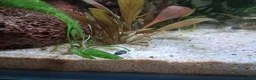 Platies fish for sale: Platy fry for sale in Rochester - Advert 4