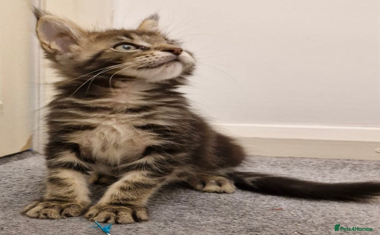 Maine Coon cats - Advert 16