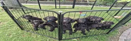 Irish Water Spaniel dogs for sale: Irish water spaniel - Advert 5
