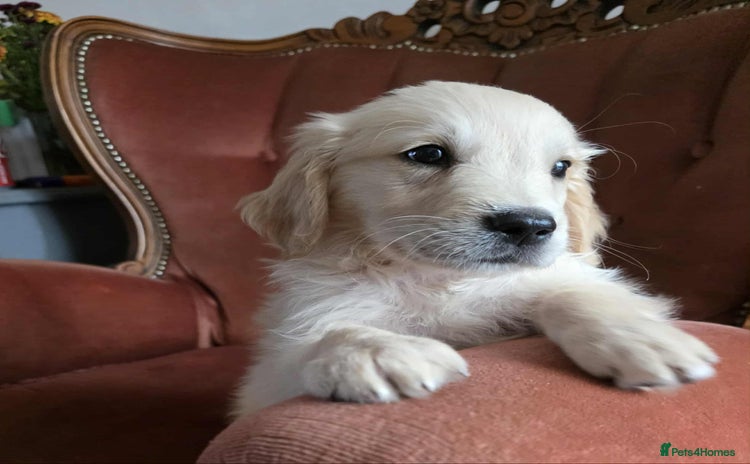 Golden Retriever dogs - Advert 2