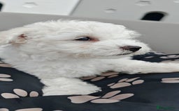 Bichon Frise dogs for sale: Bichon puppy's  - Image 13