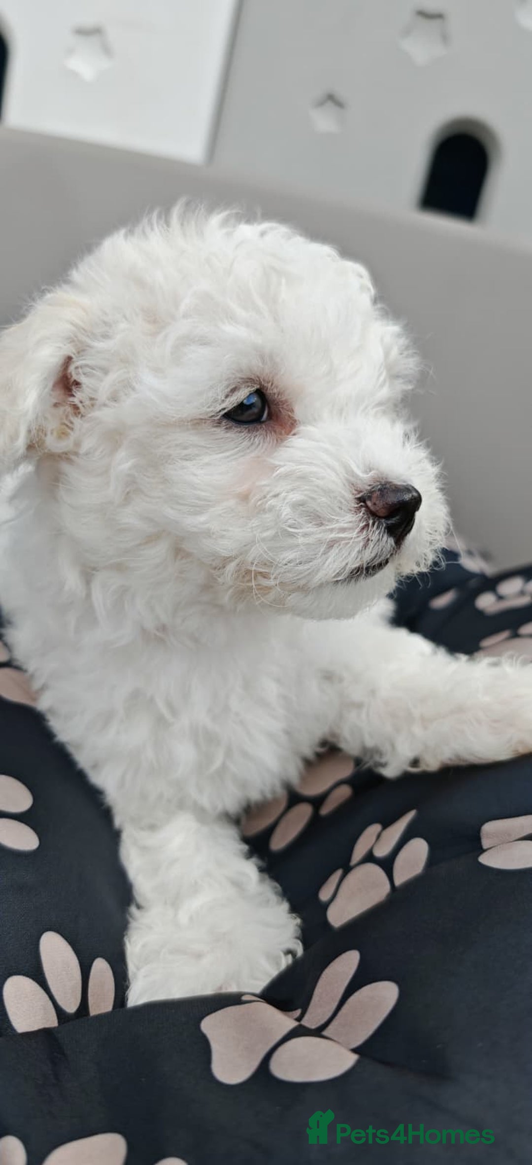 Bichon Frise dogs for sale: Bichon puppy's  - Image 13