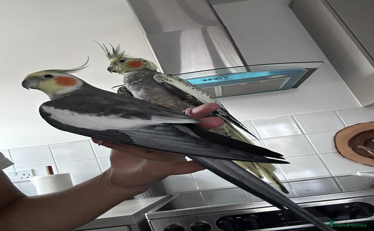 Cockatiels birds - Advert 13