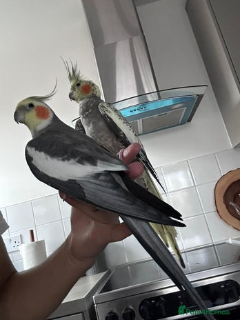 Cockatiels birds - Advert 16