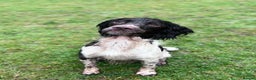 English Springer Spaniel dogs for stud: PROVEN English Springer Spaniel STUD Health Tested in Clacton-on-Sea - Advert 6