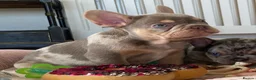 French Bulldog dogs for sale: TOP QUALITY FRENCH BULLDOG PUPPIES  - Advert 13