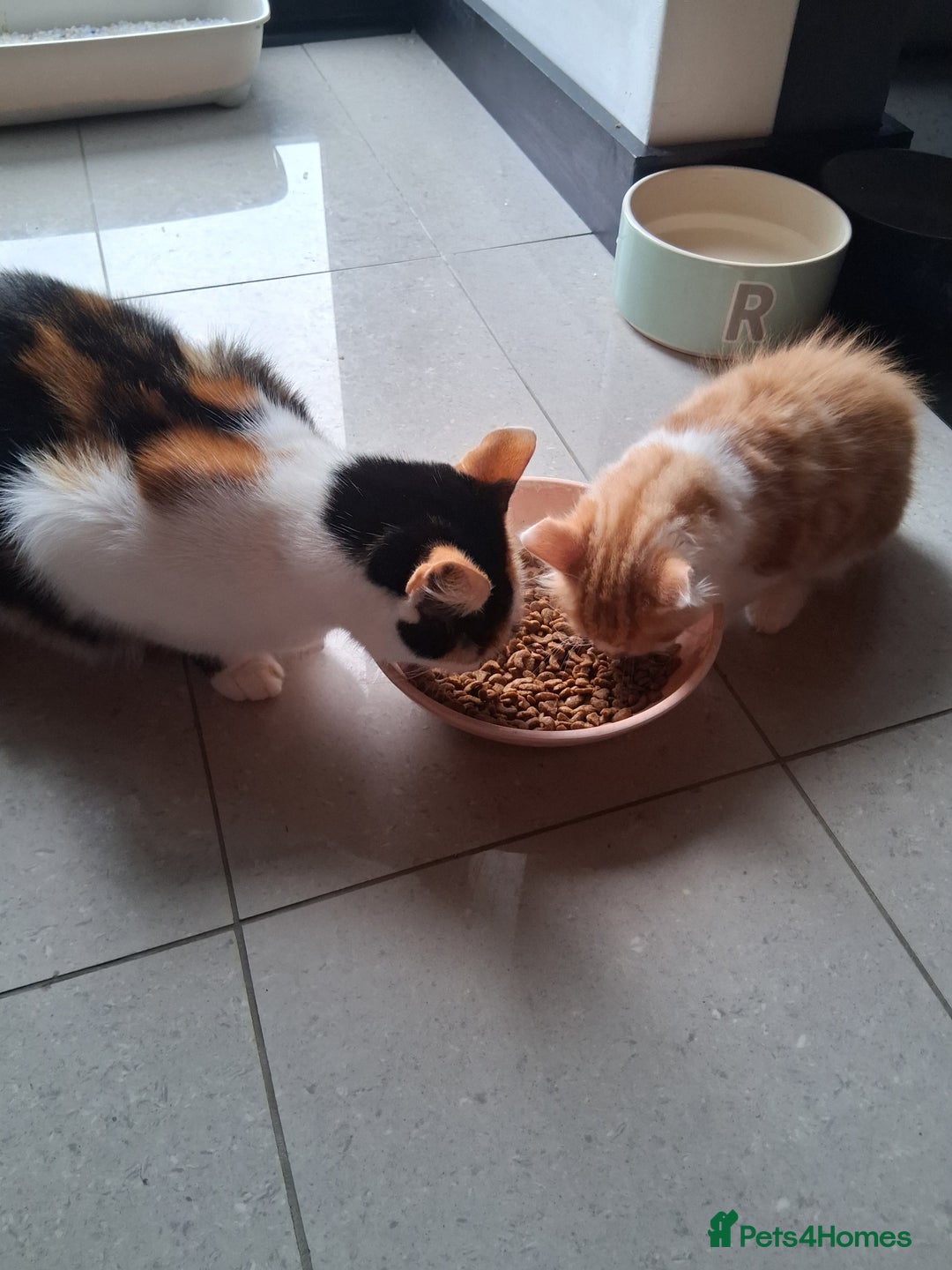 Mixed Breed cats for sale: Gorgeous Chunky Kittens  - Image 20