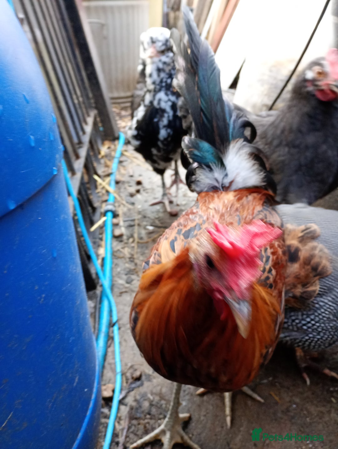 Chickens poultry for sale: 12week old Sicillian buttercup Cockrell  - Image 1