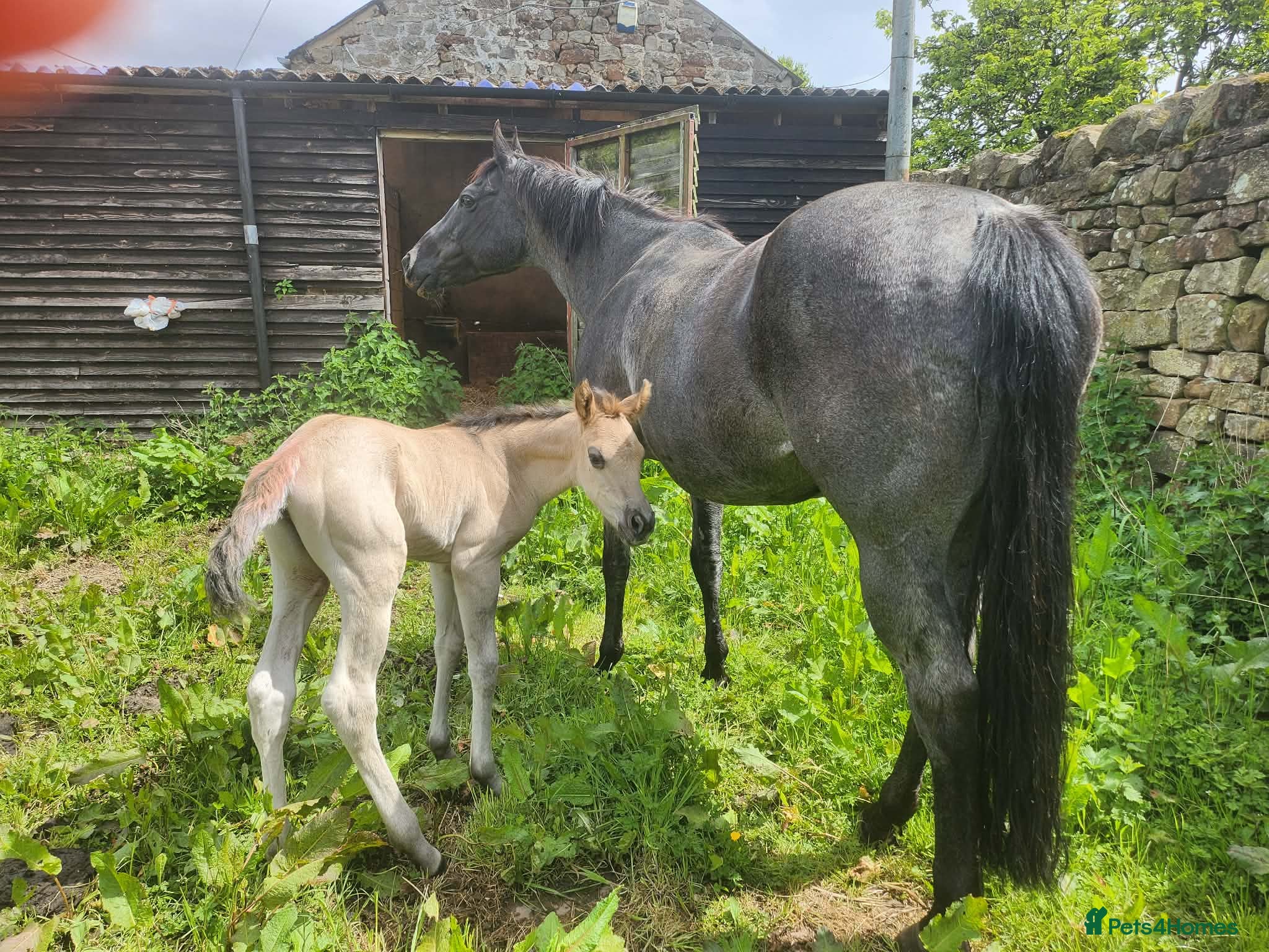 American Quarter horses for sale: QH Filly searching for superior dwelling & staff - Advert 8
