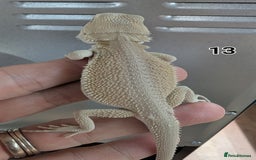 Bearded Dragon reptiles for sale: Baby Bearded dragons. Witblits, genetic stripes - Image 6