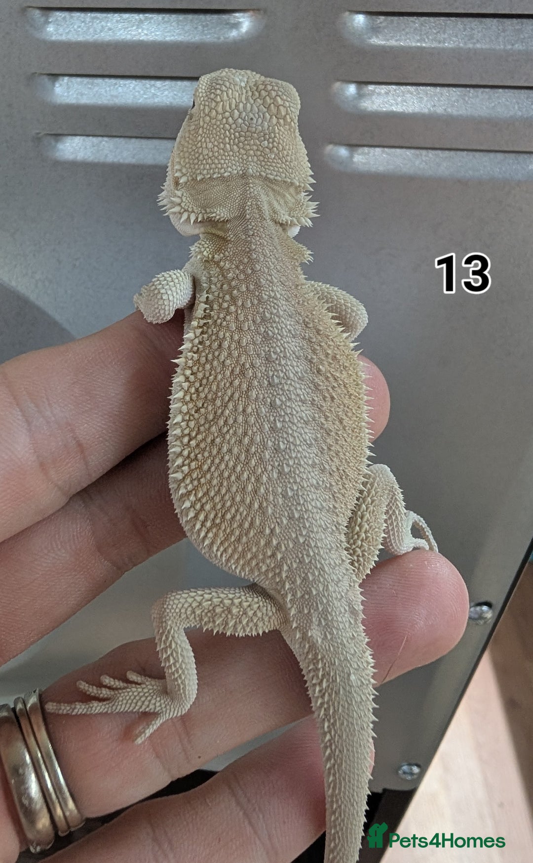 Bearded Dragon reptiles for sale: Baby Bearded dragons. Witblits, genetic stripes - Image 6