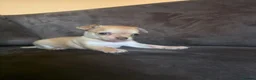 Chihuahua dogs for sale: Adorable chihuahua puppies in Langport - Advert 9