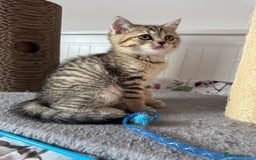 British Shorthair cats for sale: 5 Adorable British Shorthair Kittens - Image 33