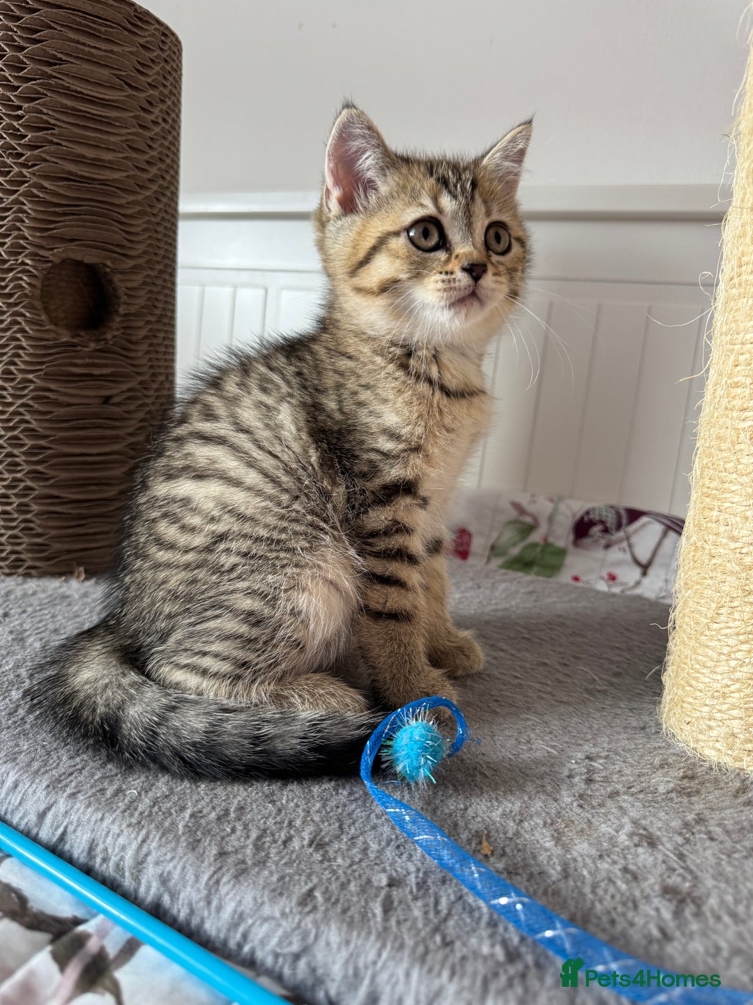 British Shorthair cats for sale: 5 Adorable British Shorthair Kittens - Image 33