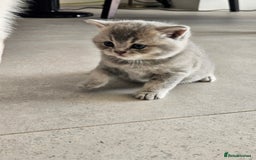 British Shorthair cats for sale: GCCF Active British Shorthair Kittens  - Image 6