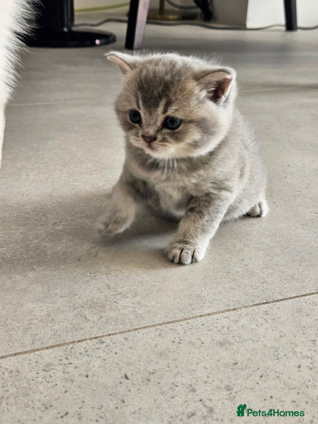 British Shorthair cats for sale: GCCF Active British Shorthair Kittens  - Image 6