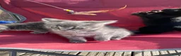 Mixed Breed cats for sale: 3 girl kittens- 2 grey & 1 black  - Advert 25