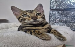Bengal cats for sale: READY REDUCED TICA Genetic/Health Tested Bengals - Image 29