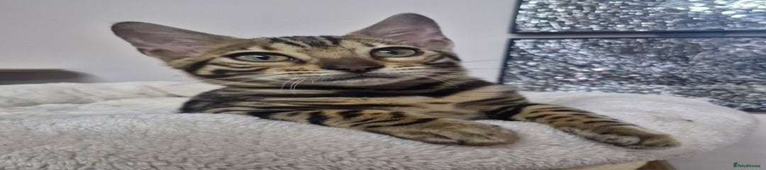 🤍DorsetCats Thumbelina🤍