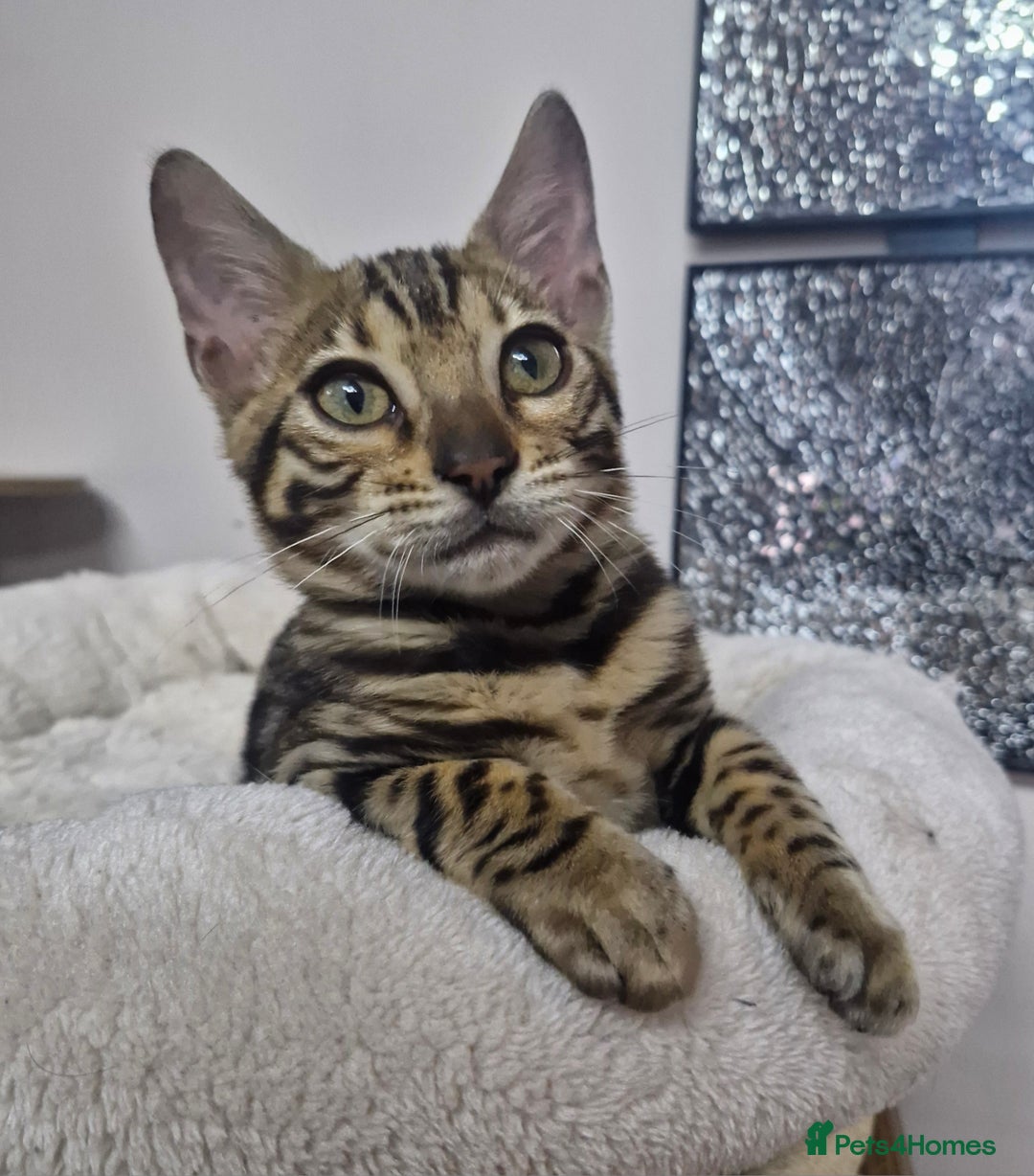Bengal cats for sale: READY REDUCED TICA Genetic/Health Tested Bengals - Image 29