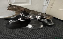 Mixed Breed cats for sale: Fabulous fun , fluffy and  happy kittens  - Image 2