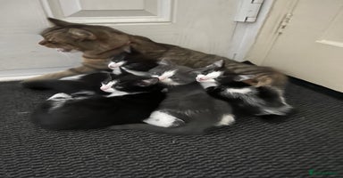 Mixed Breed cats - Advert 12