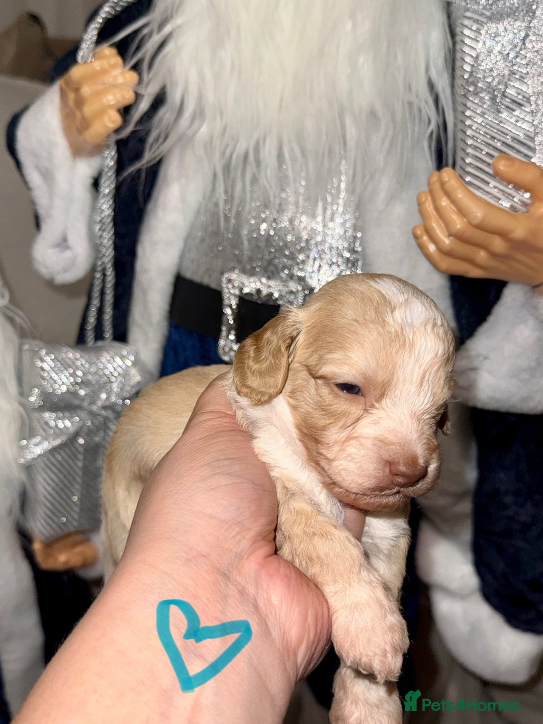 Cockapoo dogs for sale: Stunning F1 Cockapoos 🐾🐶 - Advert 3