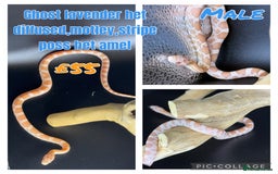Corn Snake reptiles for sale: Different variations of lavender corn snake babies - Image 6