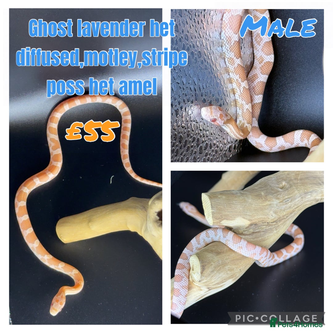 Corn Snake reptiles for sale: Different variations of lavender corn snake babies - Image 6