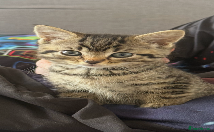 Mixed Breed cats - Advert 4