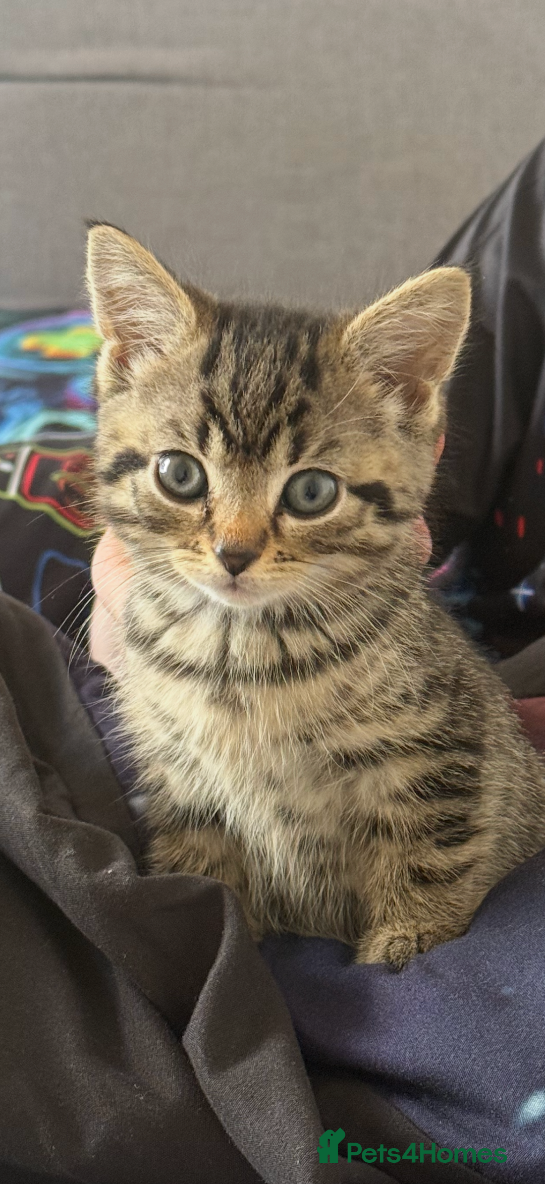 Mixed Breed cats for sale: Adorable 10-Week-Old Kittens for Sale!  - Image 1