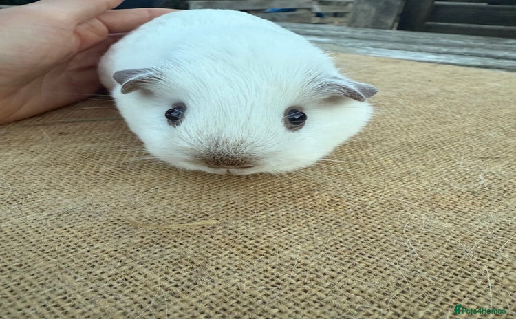 Guinea Pig rodents - Advert 10